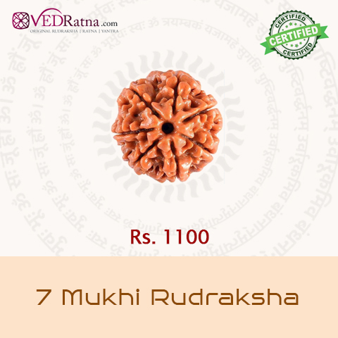 7 mukhi rudraksha